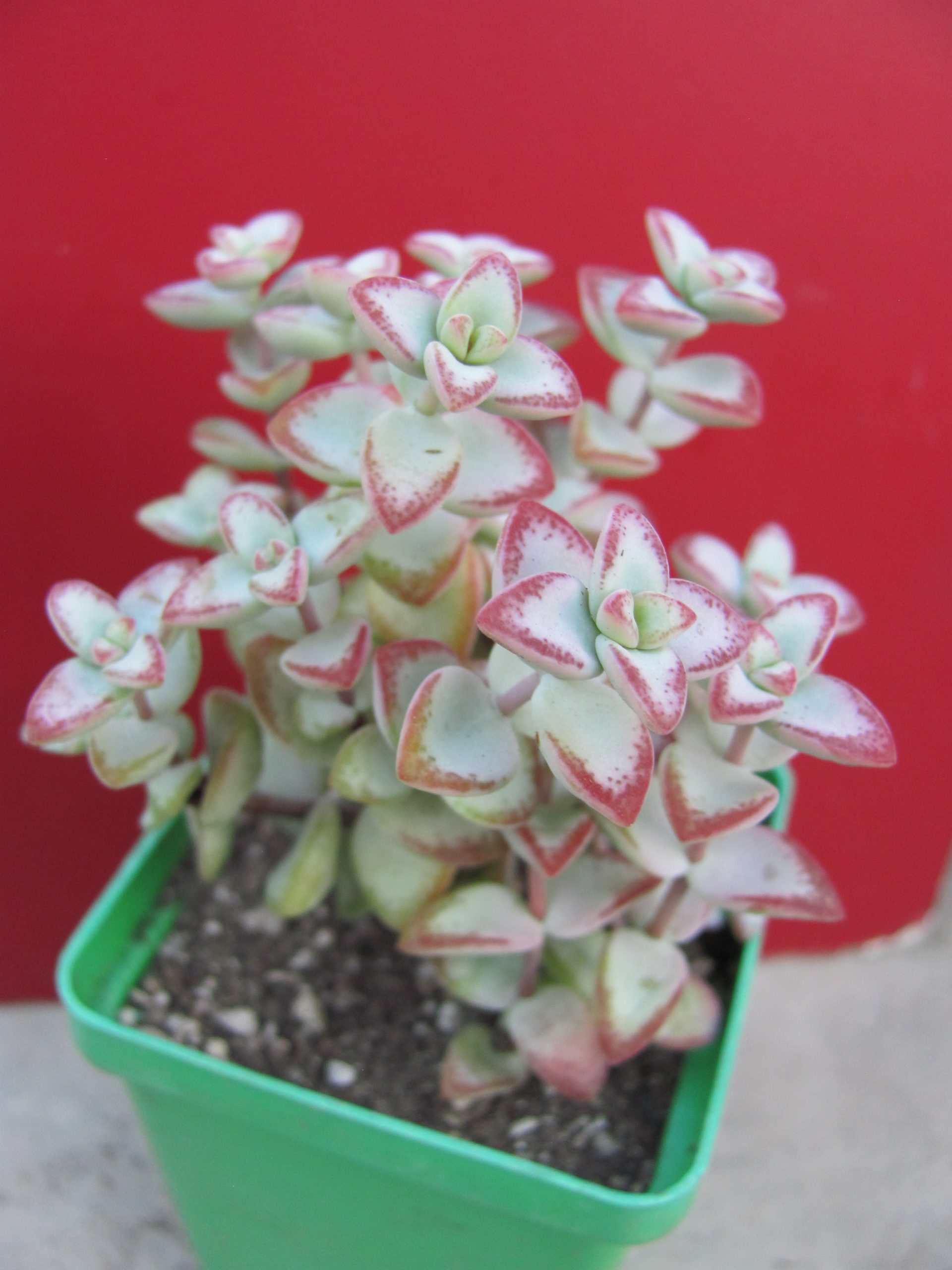 Crassula  perforata  *Aiboshi*