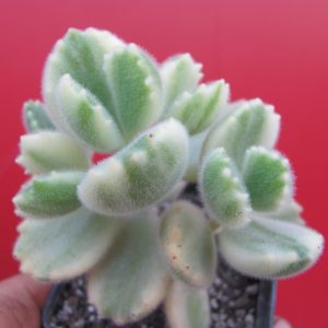 Cotyledon tomentosa variegata