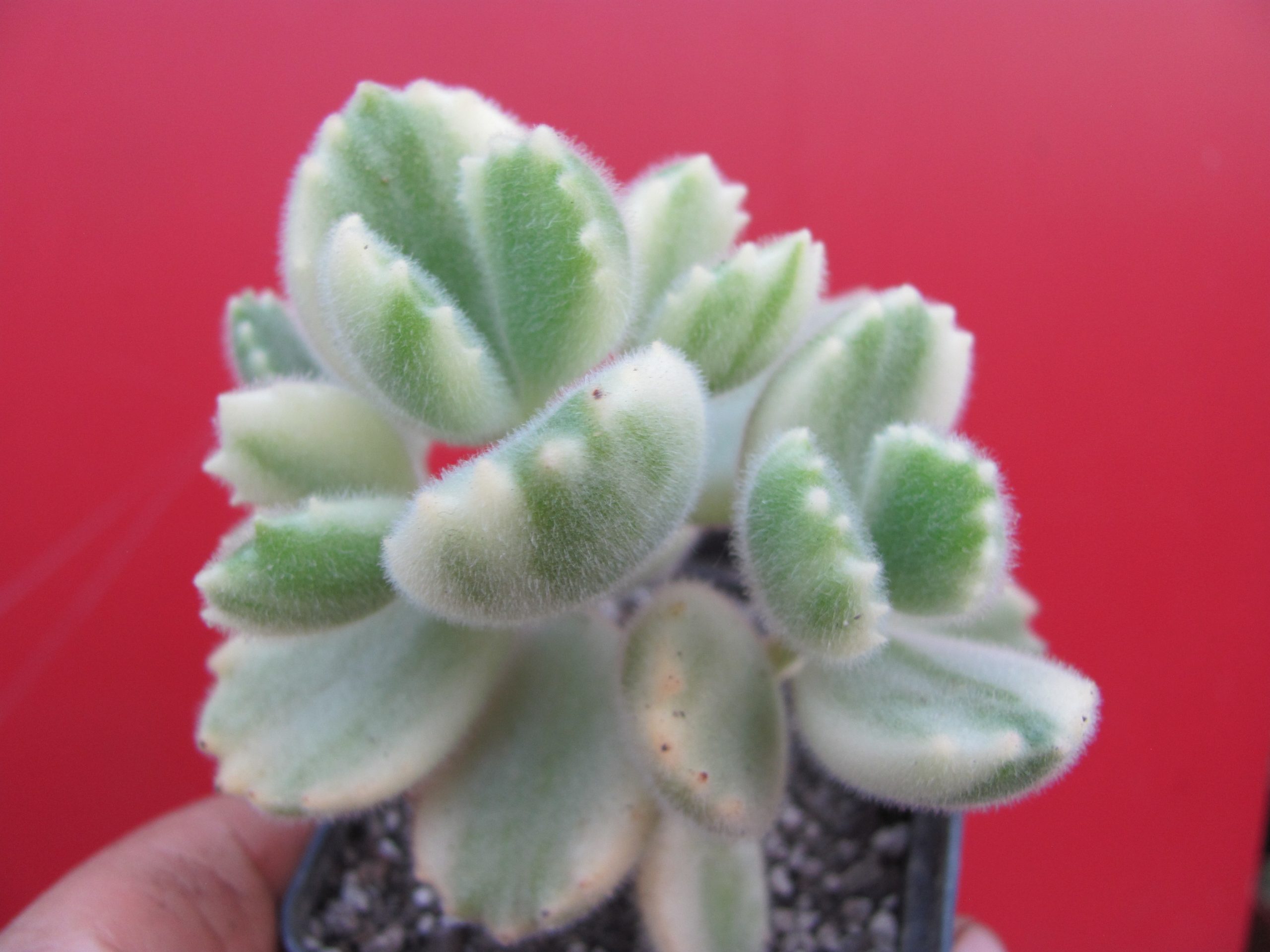 Cotyledon tomentosa variegata
