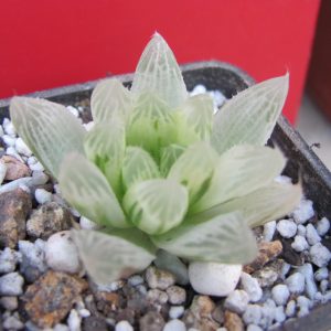 Haworthia cooperi variegata
