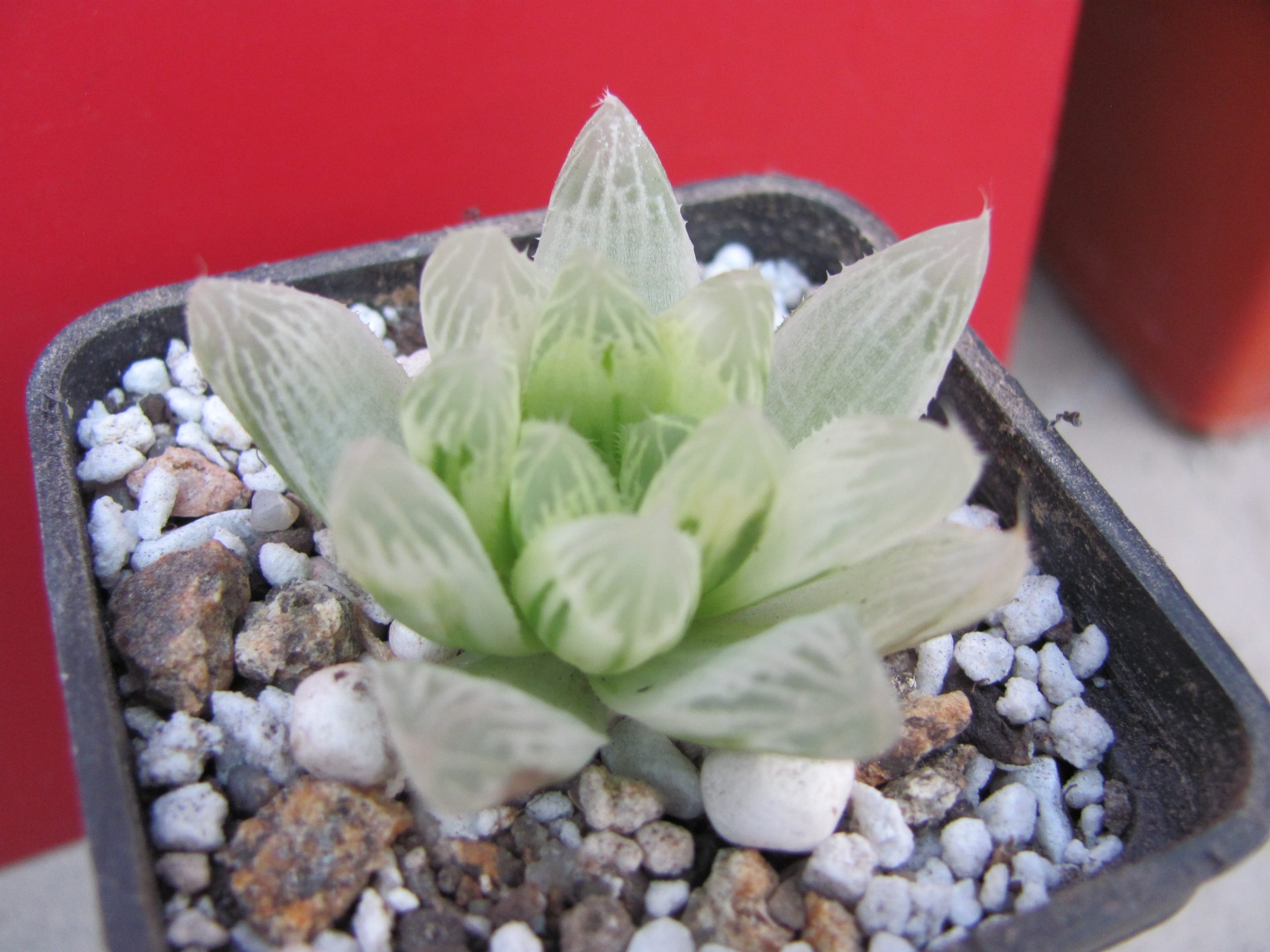 Haworthia cooperi variegata