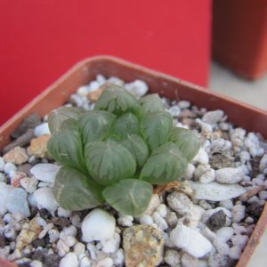 Haworthia   cooperi