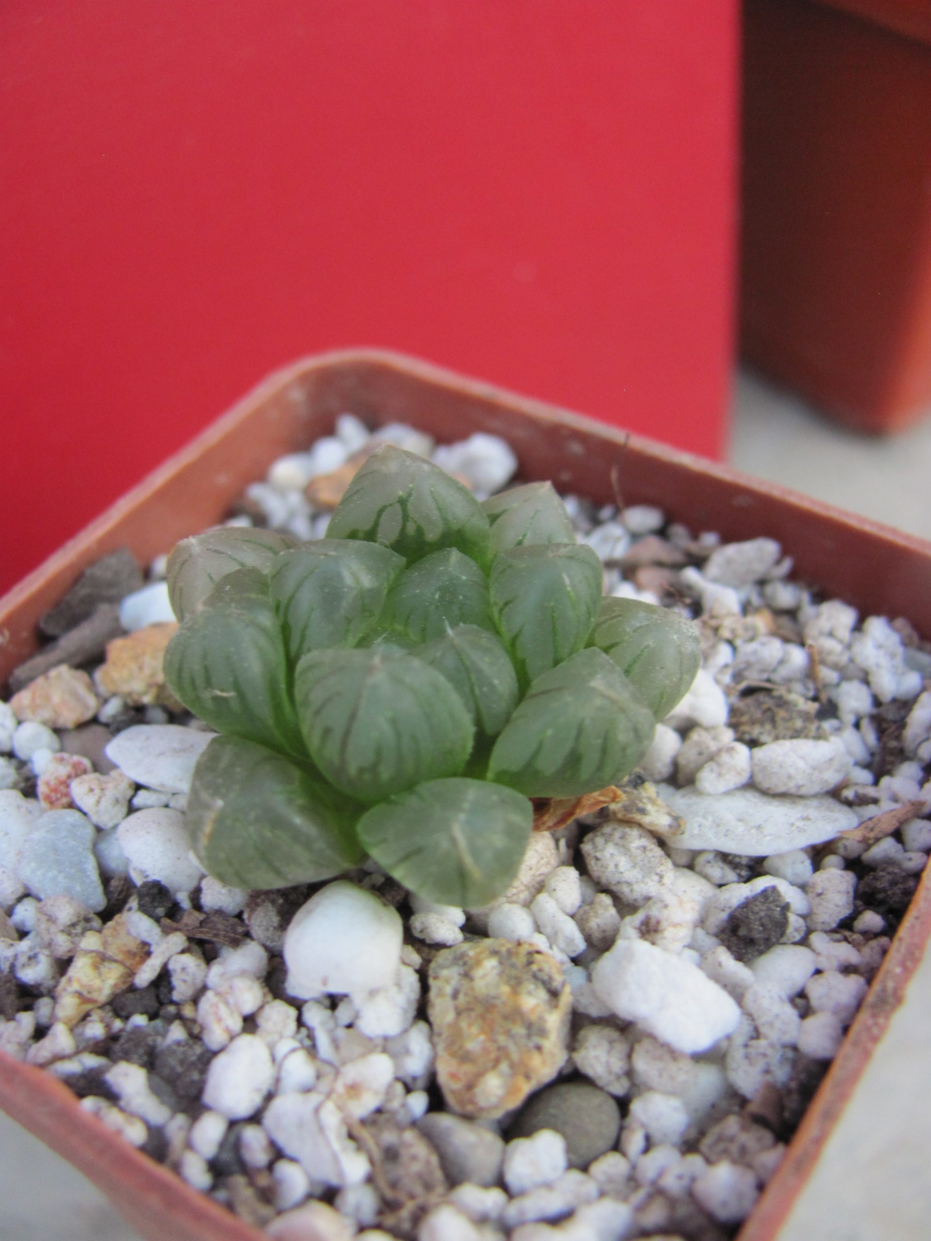 Haworthia   cooperi