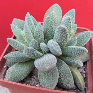 Crassula tecta  hybr.