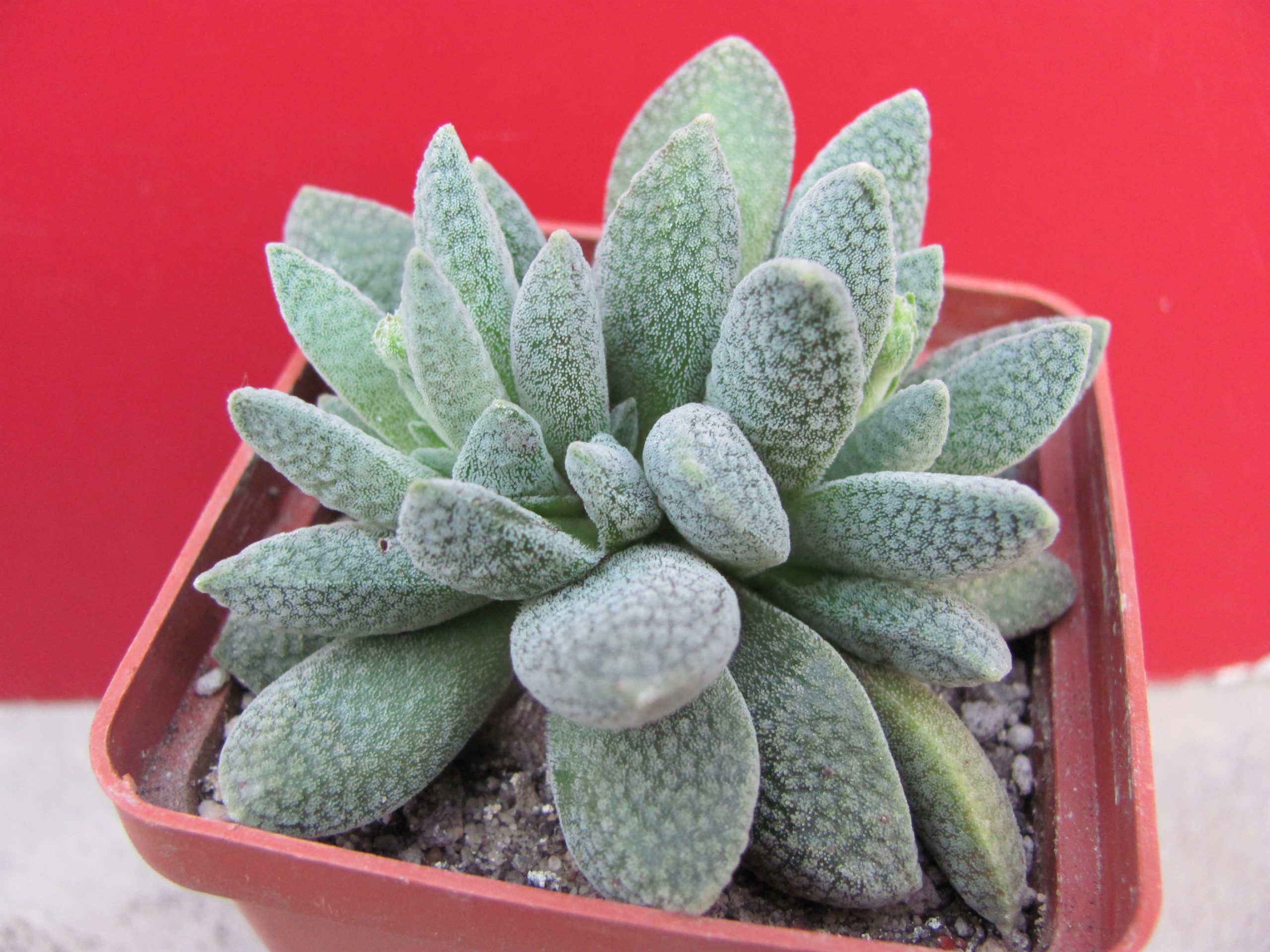 Crassula tecta  hybr.