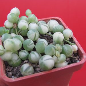 Senecio rowleyanus variegata