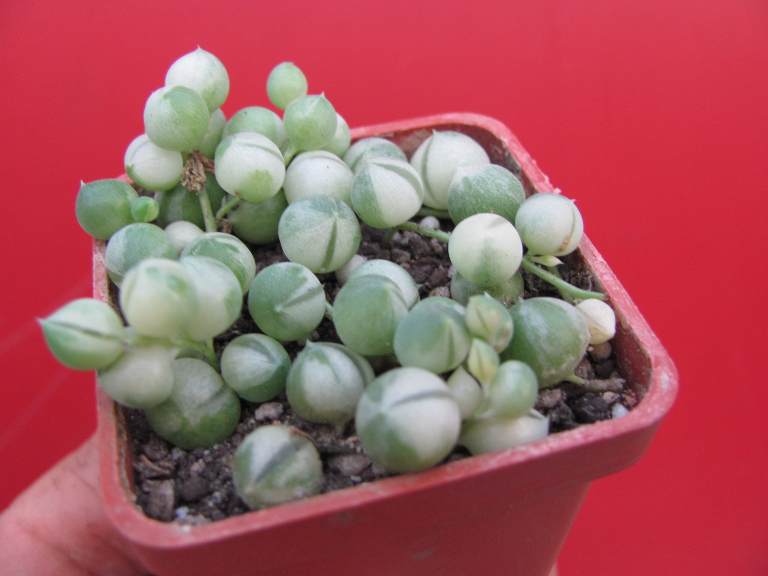 Senecio rowleyanus variegata