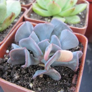 Echeveria  Cubic Frost variegata