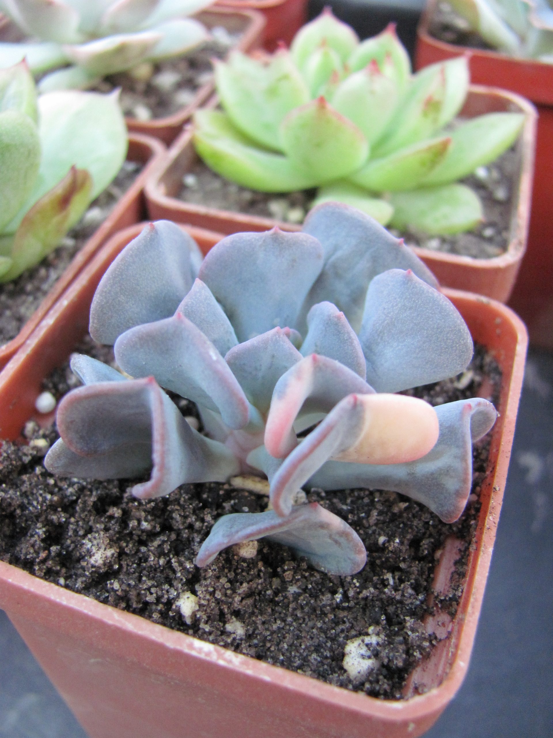 Echeveria  Cubic Frost variegata