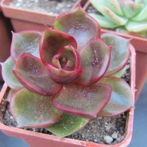 Echeveria Hong Deung