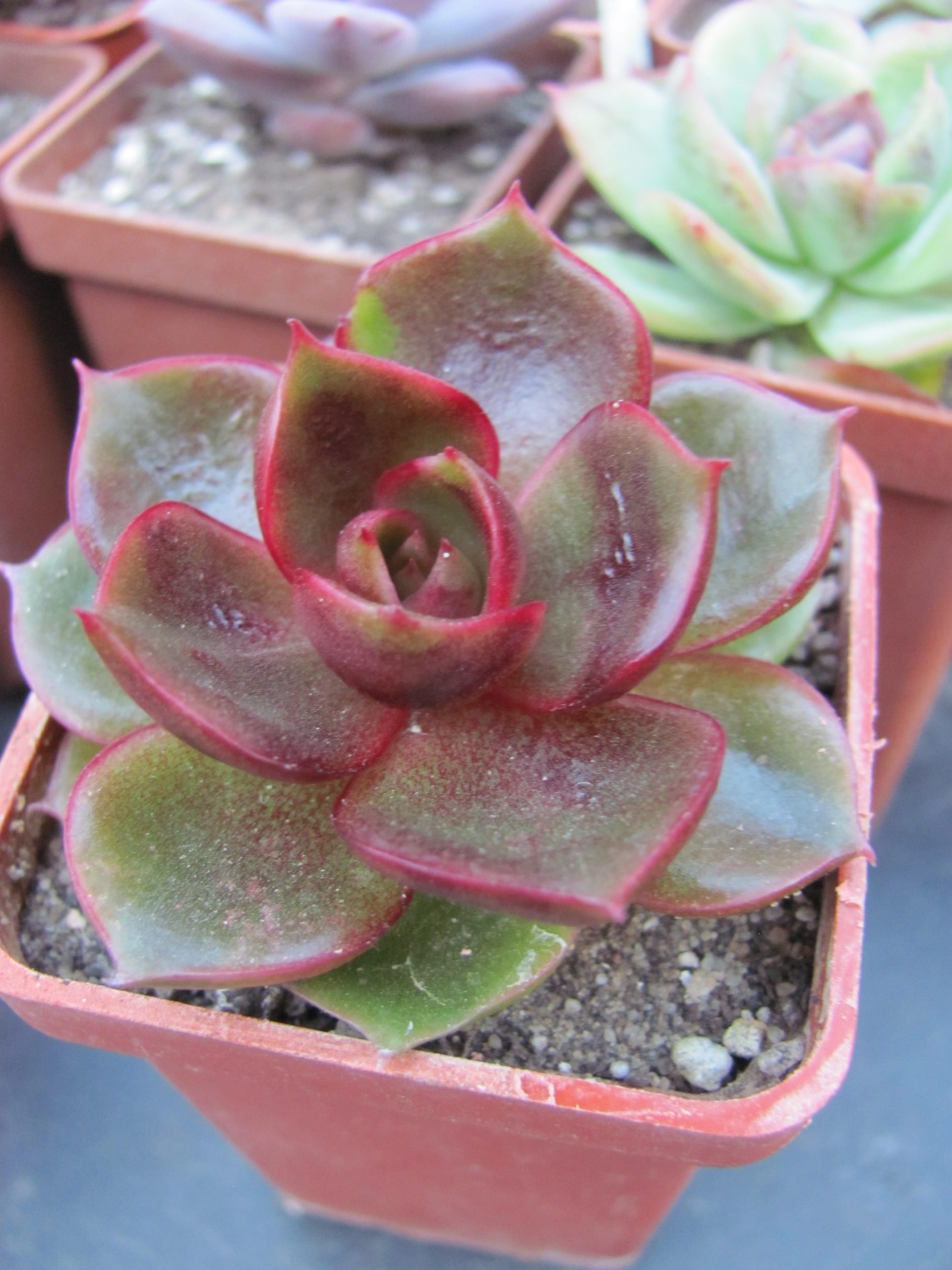 Echeveria Hong Deung