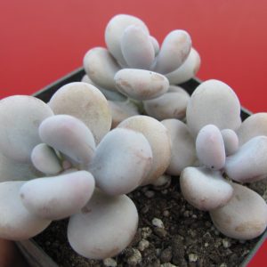 Pachyphytum Pink   3 разом