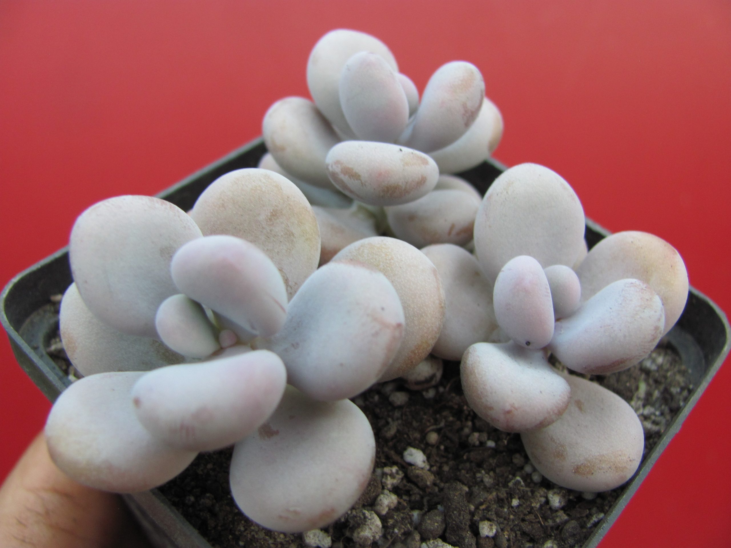 Pachyphytum Pink   3 разом