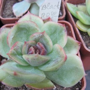 Echeveria Black Rose