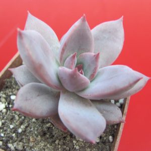 Echeveria hybr. 55   Italy