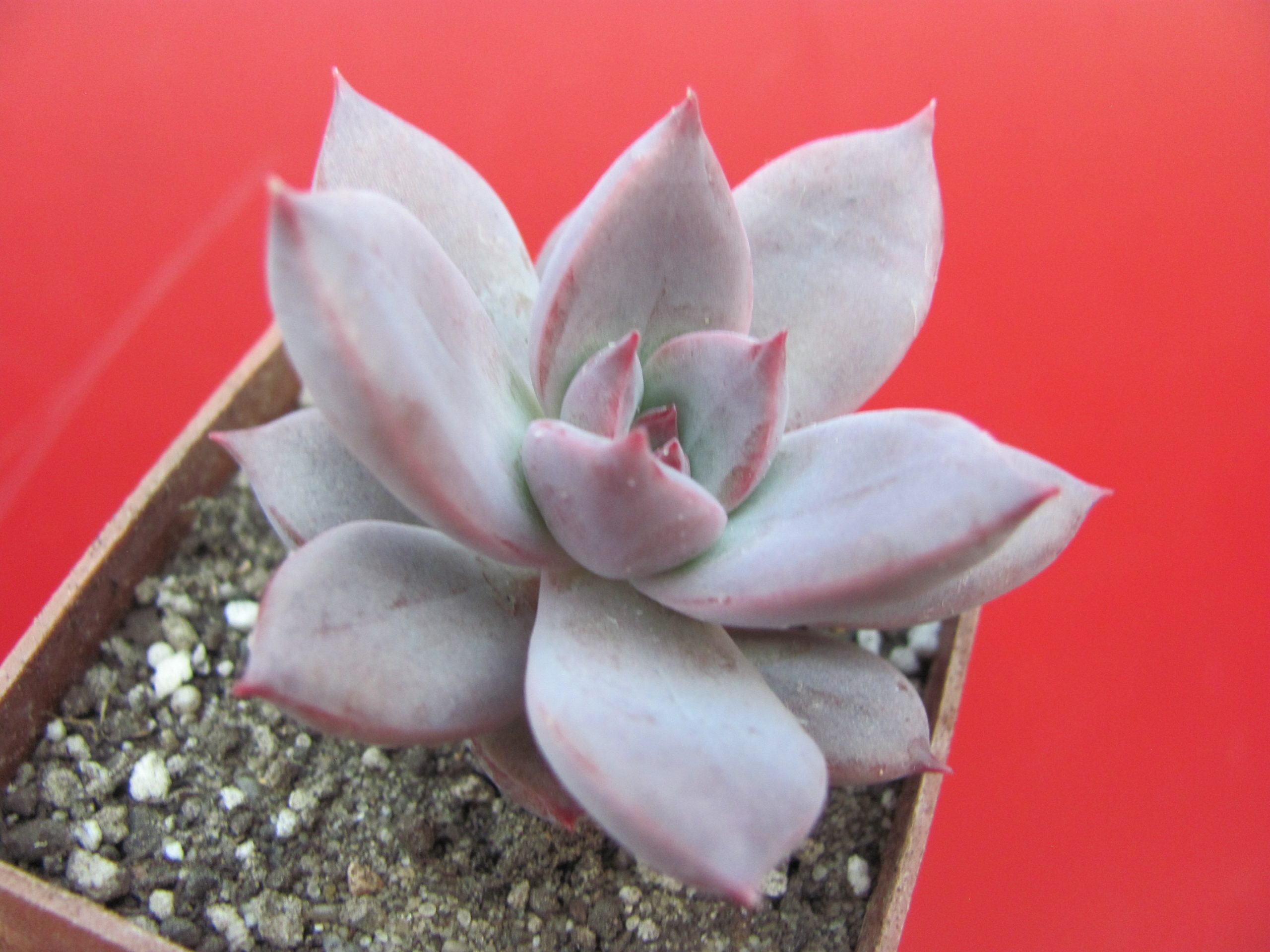 Echeveria hybr. 55   Italy