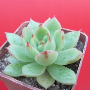 Echeveria Moon Stone  hybr.