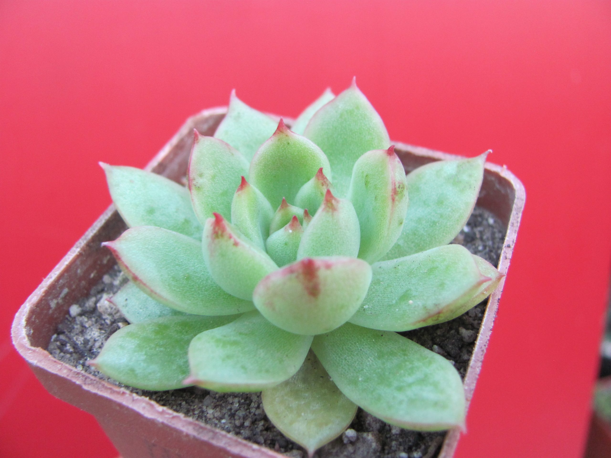 Echeveria Moon Stone  hybr.