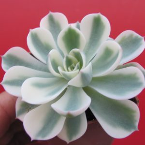 Echeveria *Compton Carousel* variegata
