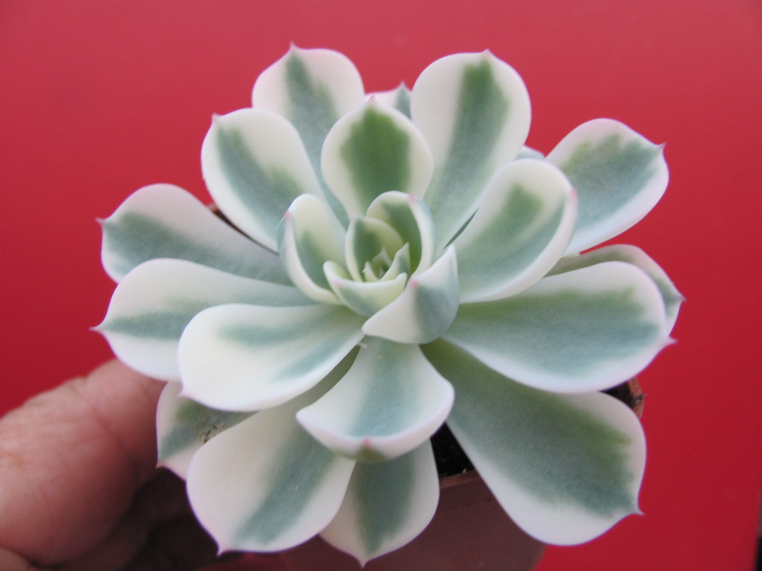Echeveria *Compton Carousel* variegata