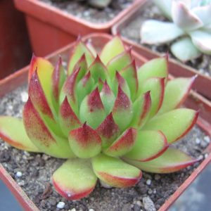 Echeveria  Christmas