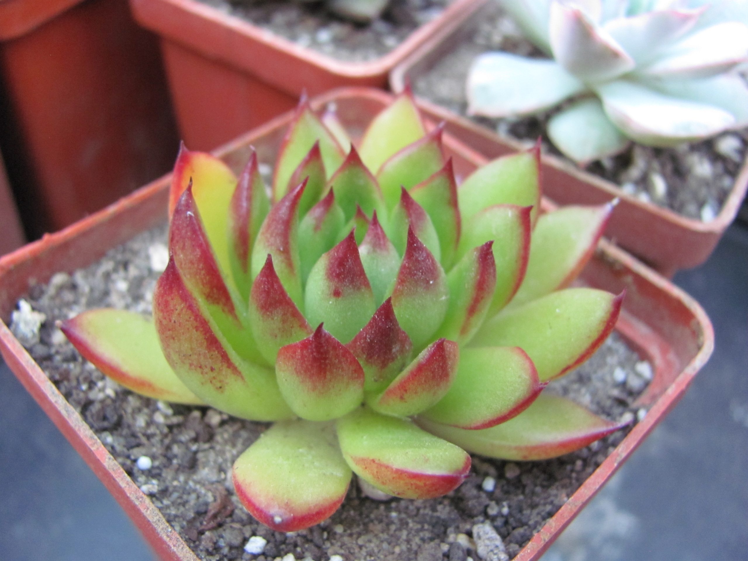 Echeveria  Christmas