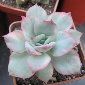Echeveria Luella variegata