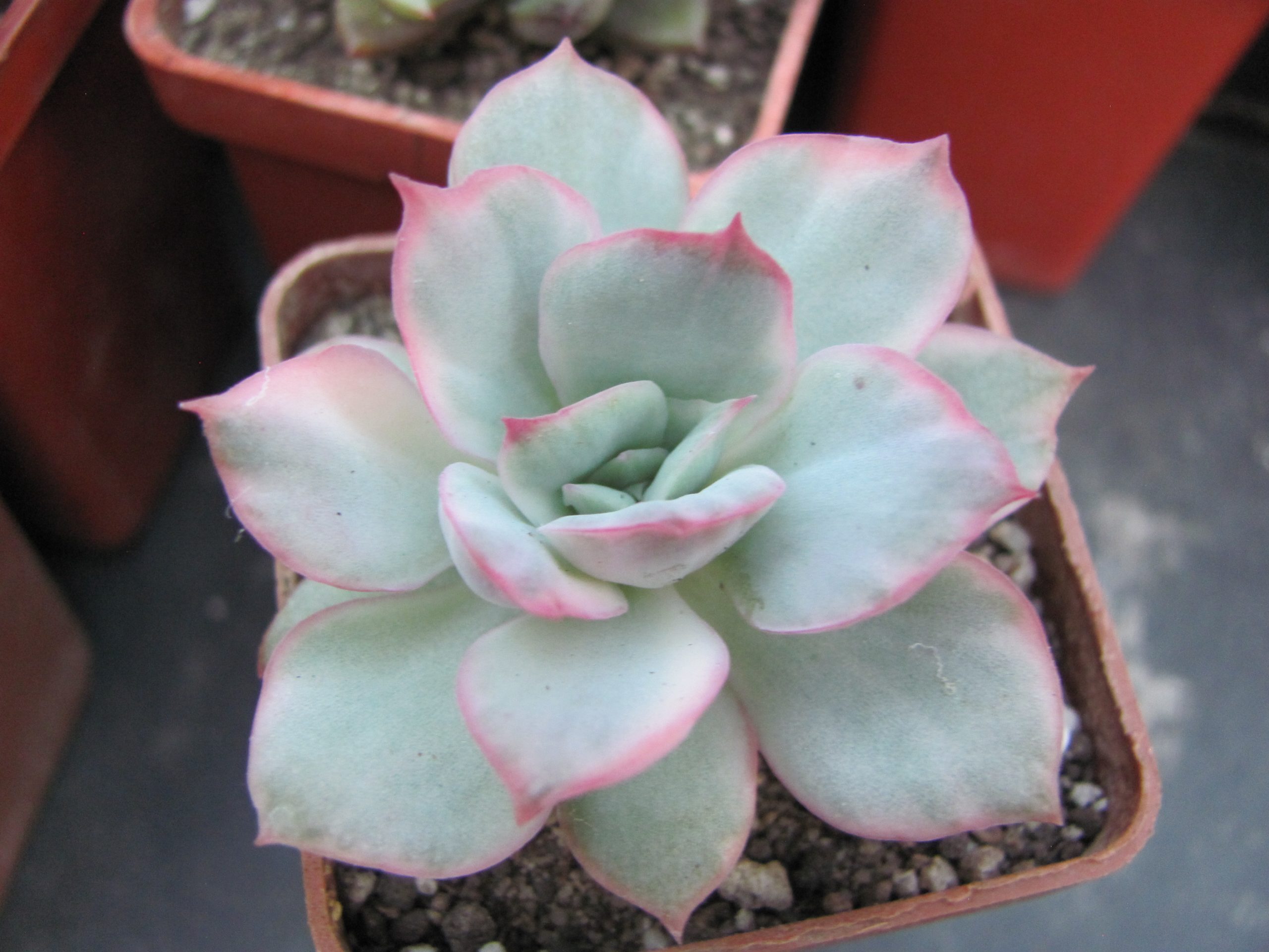 Echeveria Luella variegata