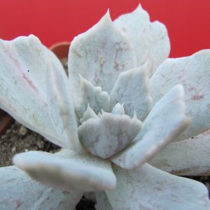 Echeveria *Vampire Appaloosa*