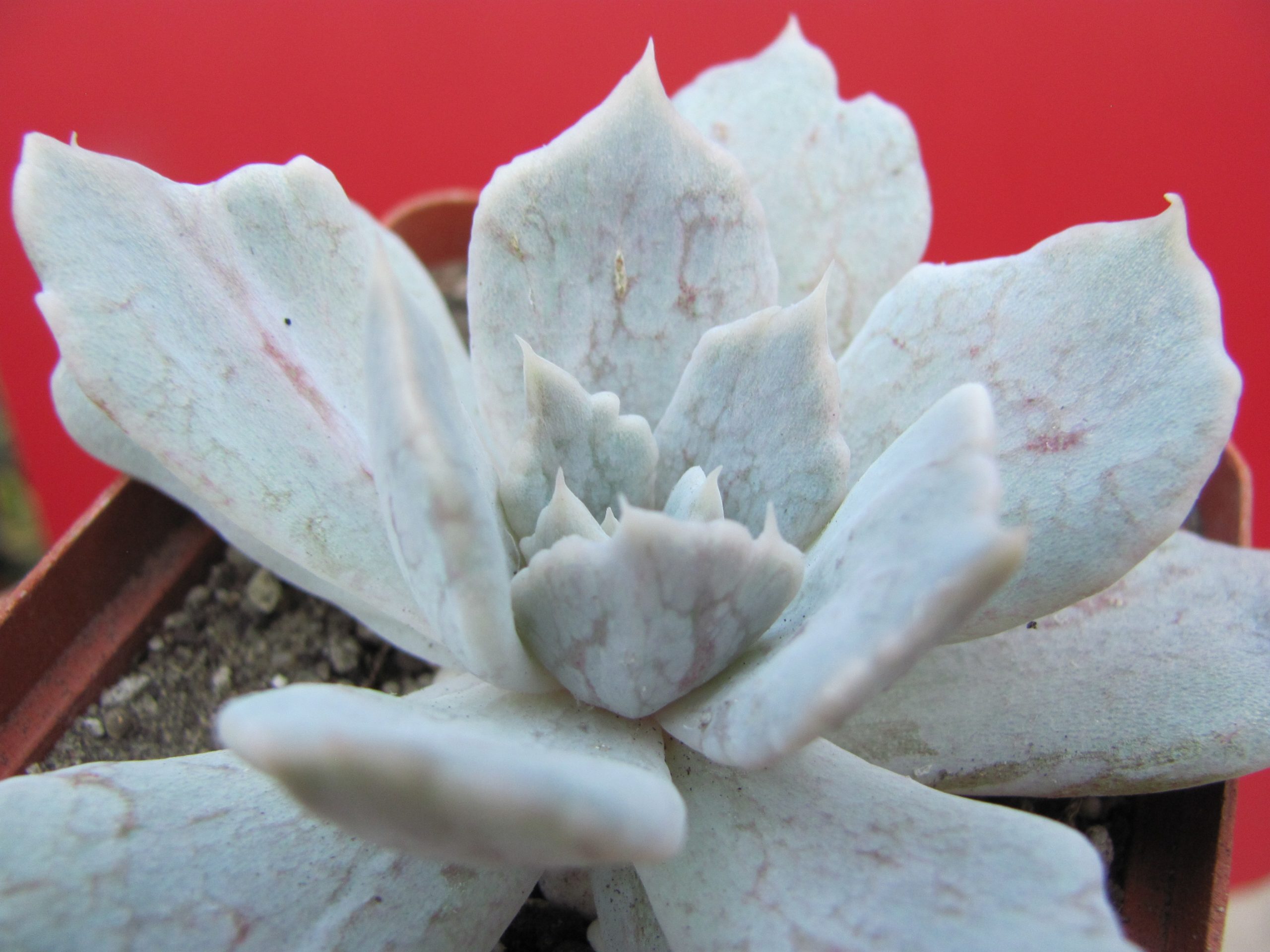 Echeveria *Vampire Appaloosa*