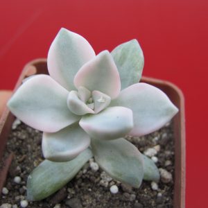 Echeveria Purple Delight variegata