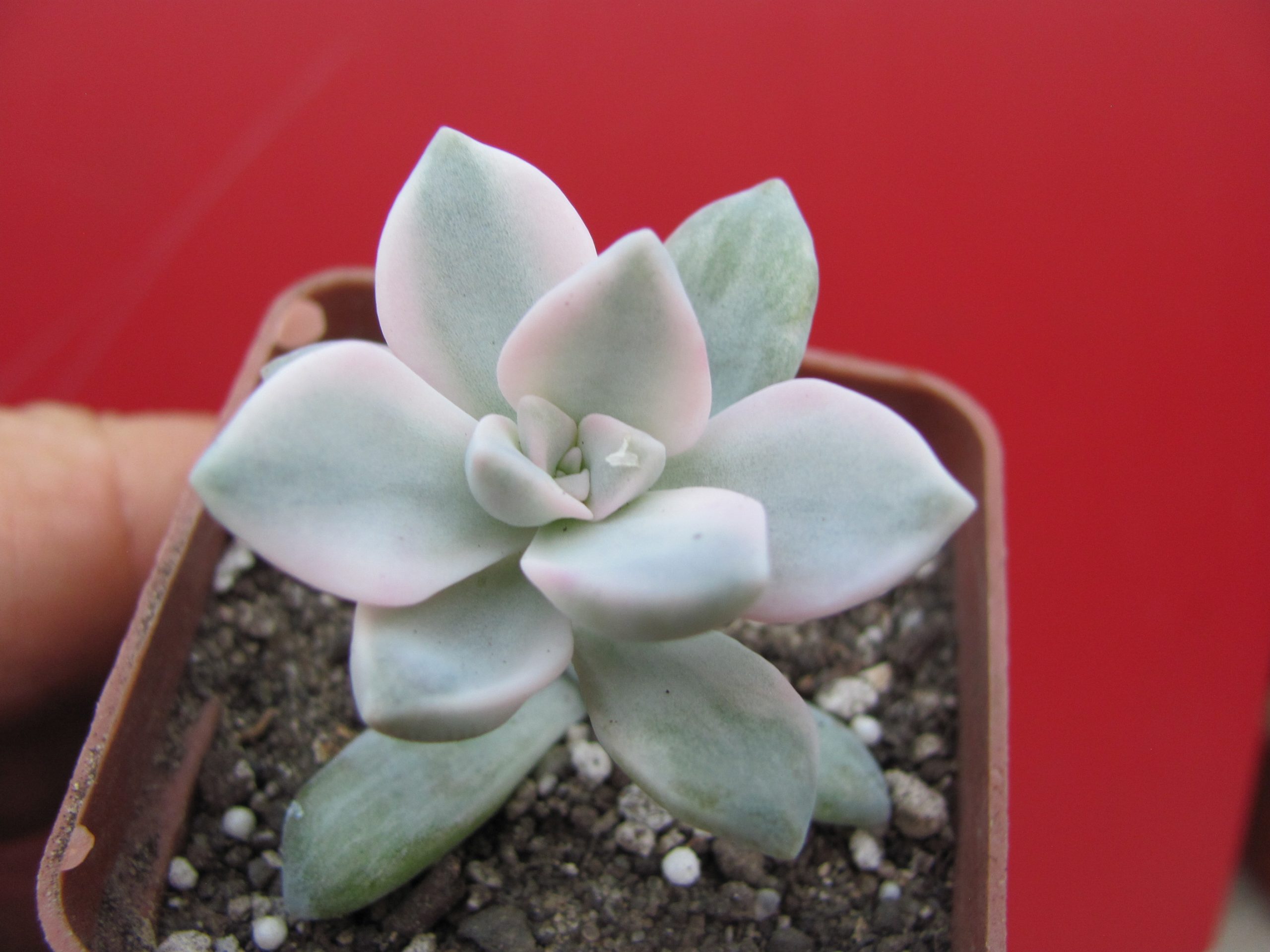 Echeveria Purple Delight variegata