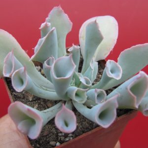 Echeveria Magic Flute