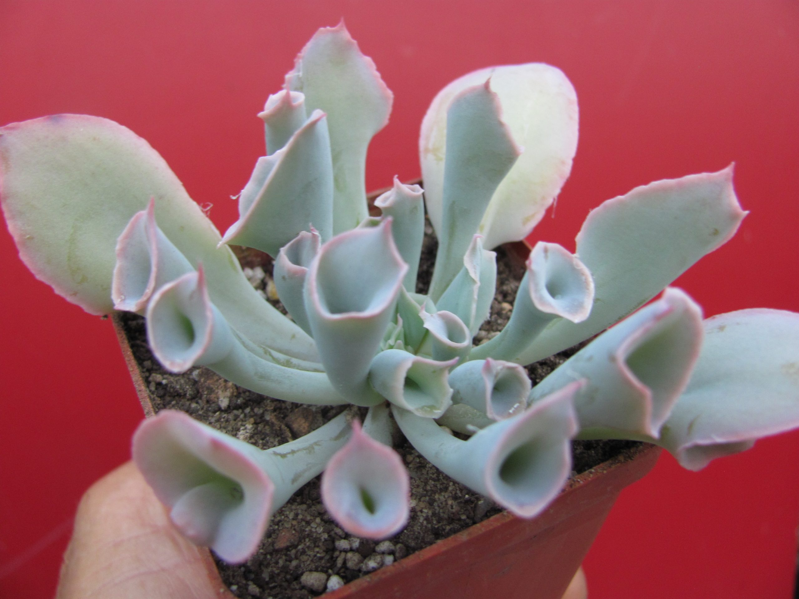 Echeveria Magic Flute