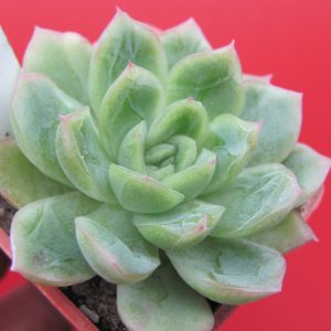 Echeveria   hybr. 51   Italy