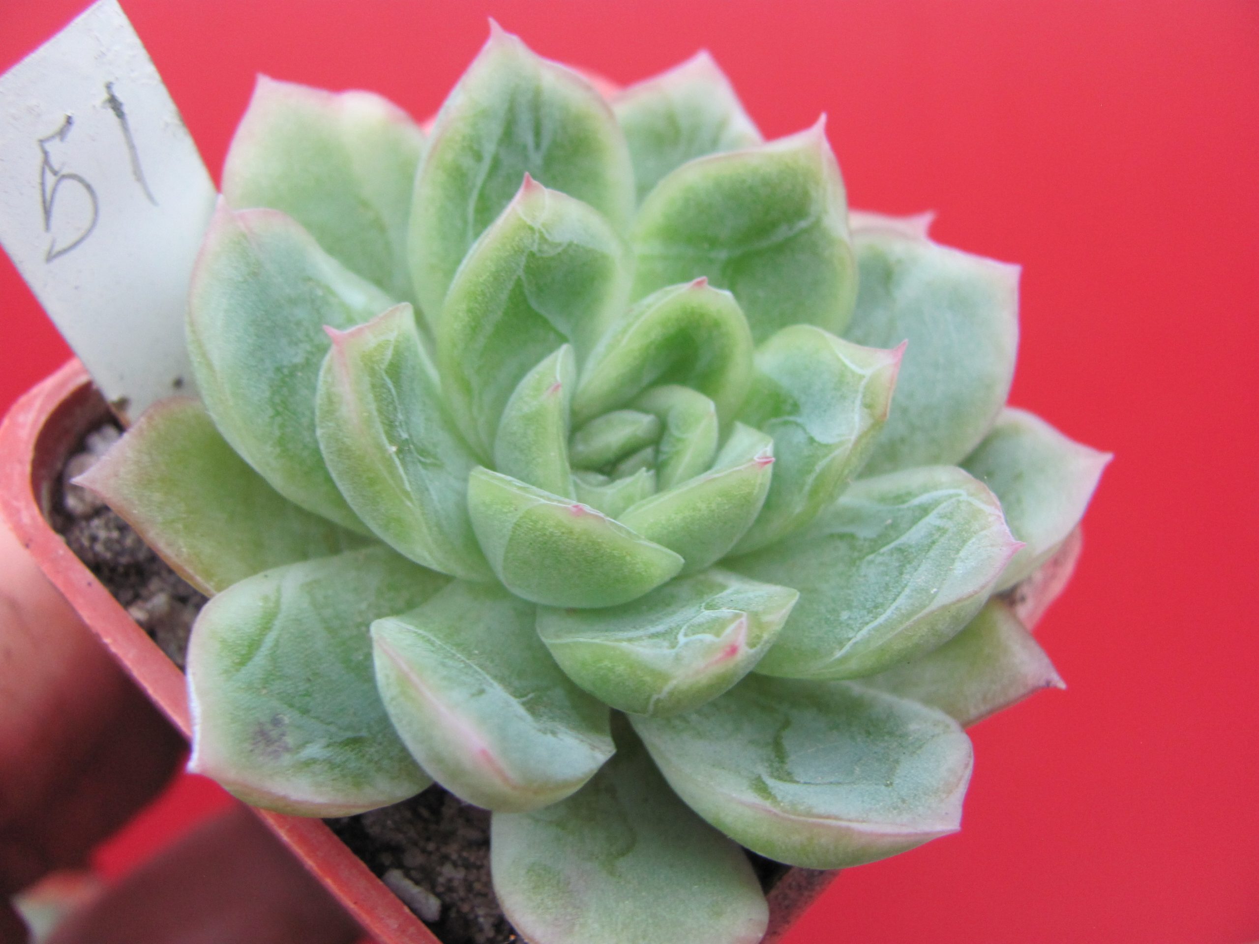 Echeveria   hybr. 51   Italy