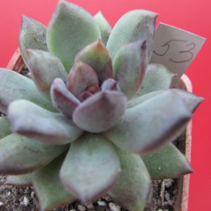 Echeveria  hybr.  53     Italy
