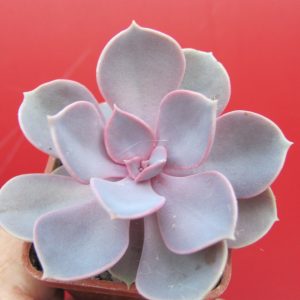 Echeveria Purple Pearl