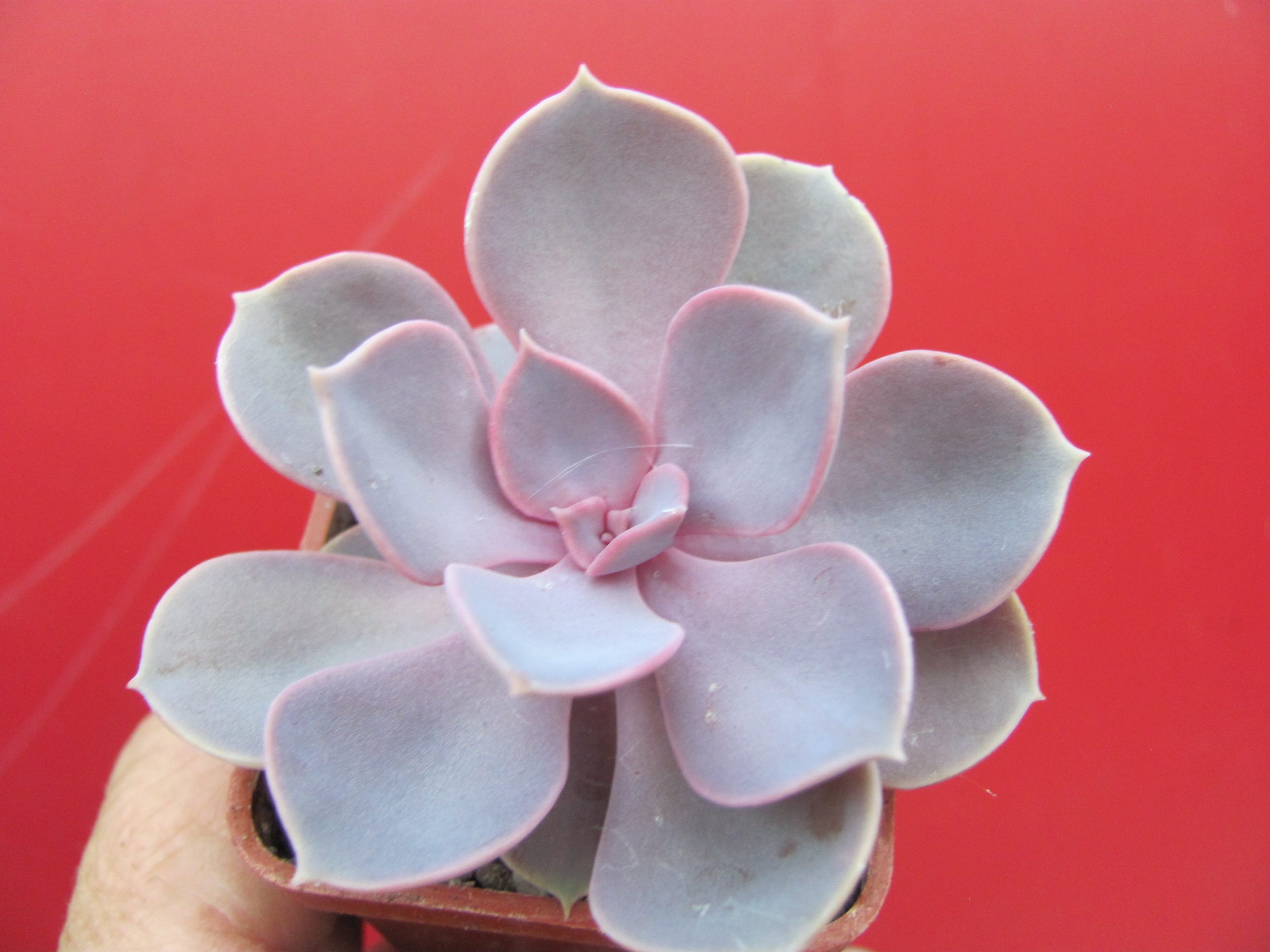 Echeveria Purple Pearl