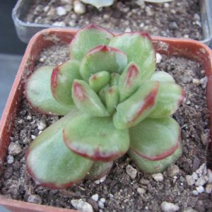Echeveria   Puli lindsayana