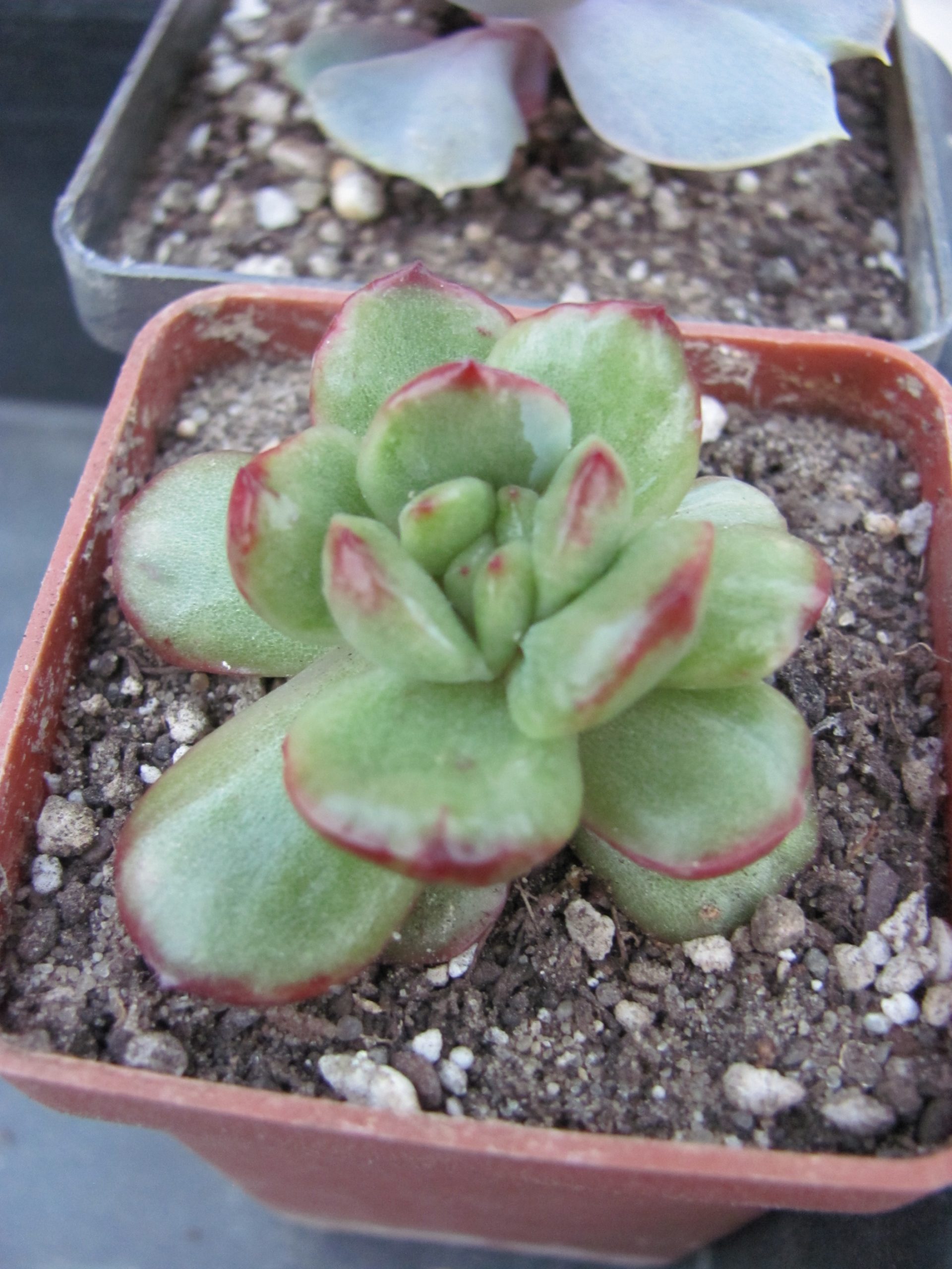 Echeveria   Puli lindsayana