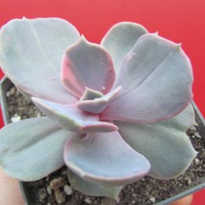 Echeveria Perle von Nurnberg  *Monstr*