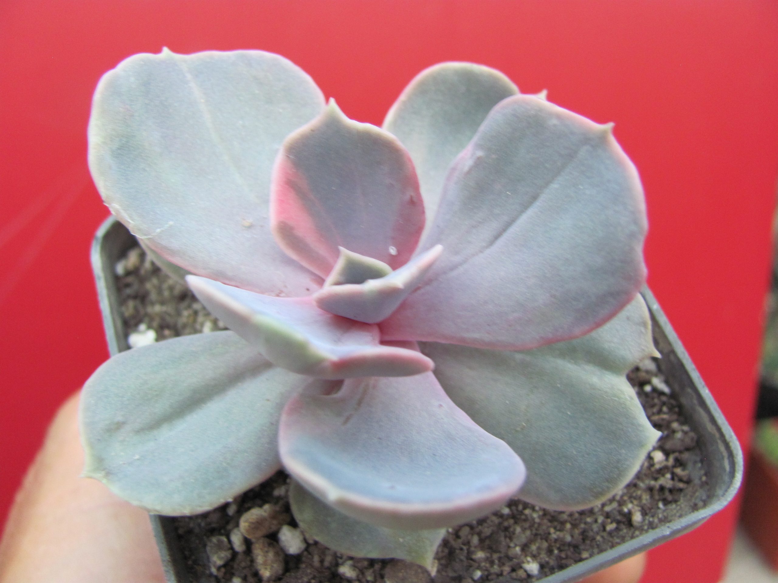 Echeveria Perle von Nurnberg  *Monstr*