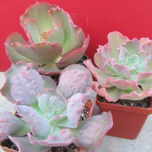 Echeveria   3 разом