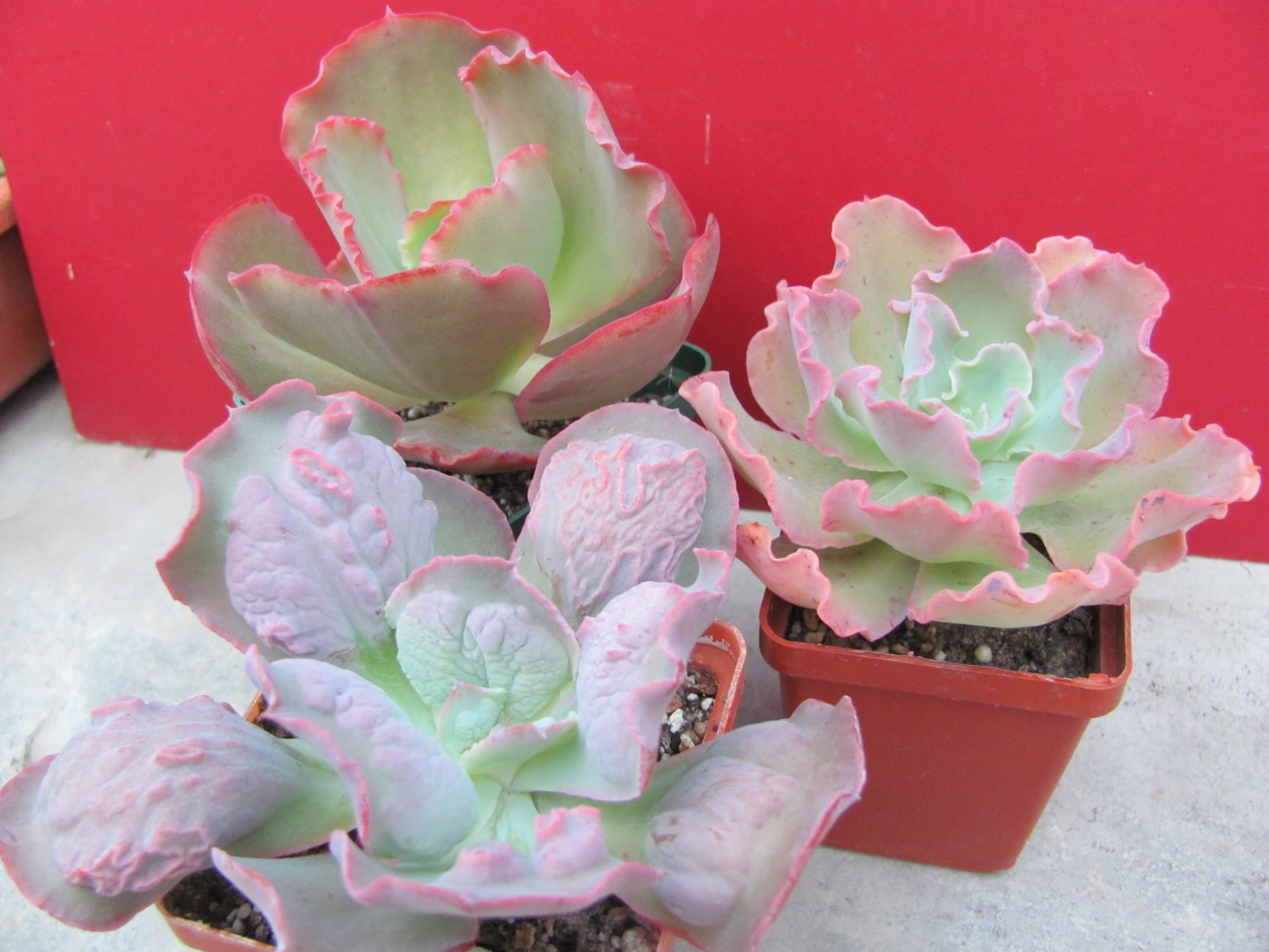 Echeveria   3 разом