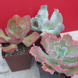Echeveria  3 разом