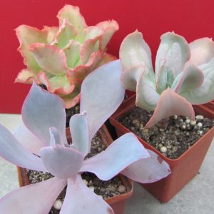 Echeveria  3 разом