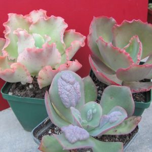 Echeveria   3 разом