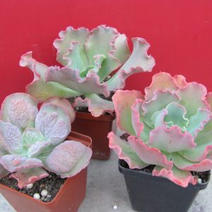 Echeveria 3 разом
