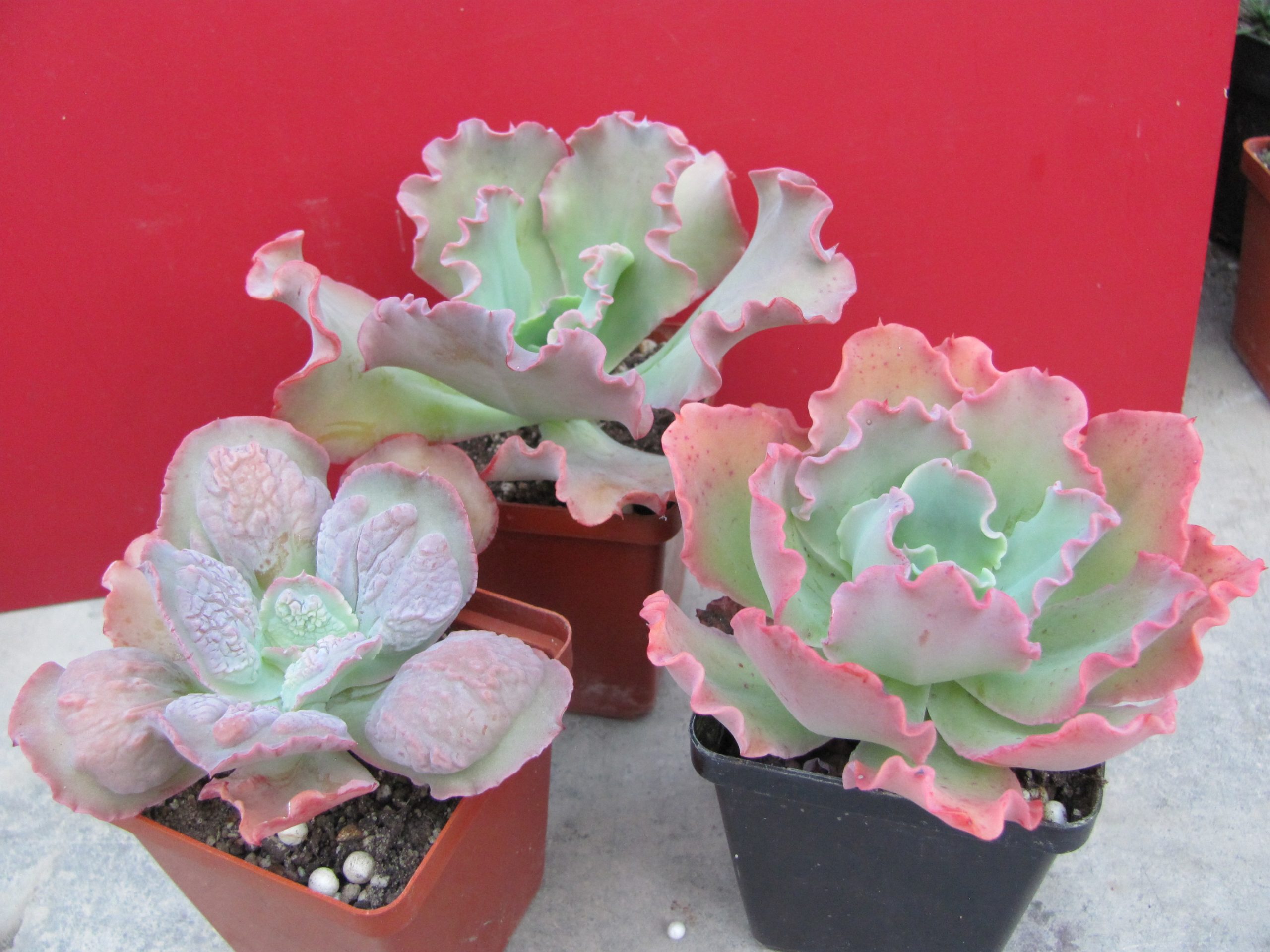 Echeveria 3 разом